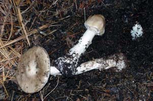 The young one shows the partial veil breaking loose from the margin of the cap. 